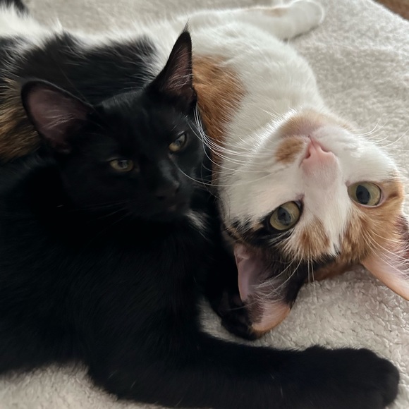 Meet your Posher, Ashley - Picture 1 of 1